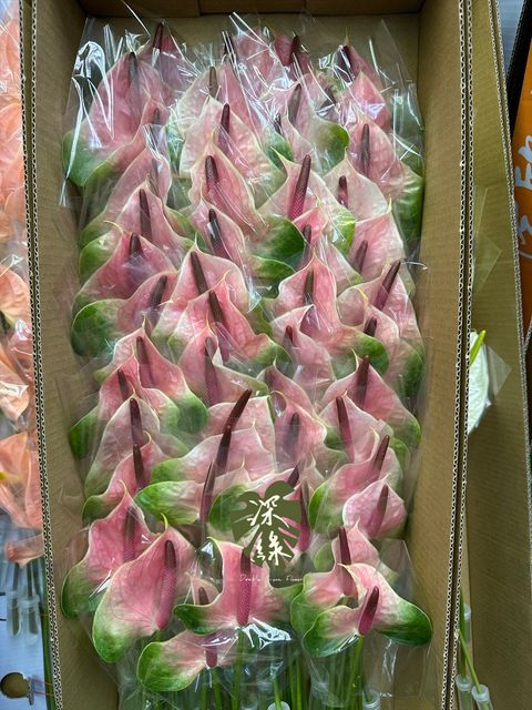 image_71BF4600-0B56-4767-B359-55858FEDD551_1768277537