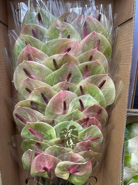 image_E516A14E-97F7-4240-82ED-A4355B1F0445_1768277587