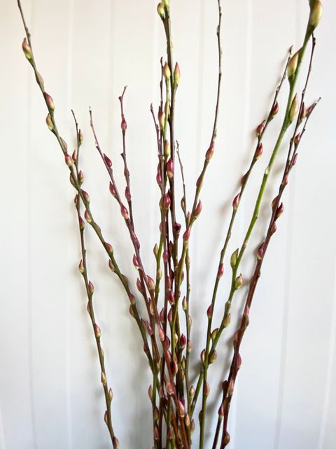 image_B0D533F4-403A-4A2F-8B5C-5A76DEE6EA4C_1768372930