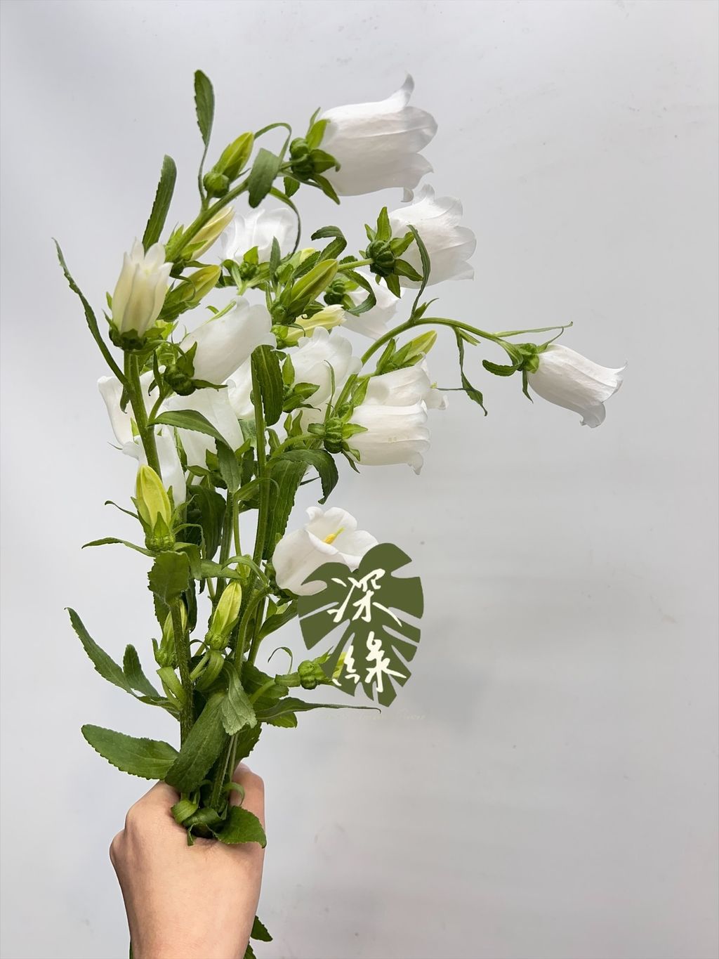 image_A029DE73-C408-4812-873E-8E4E970D3087_1768457798