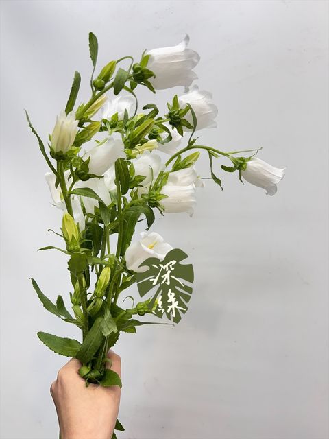 image_A029DE73-C408-4812-873E-8E4E970D3087_1768457798