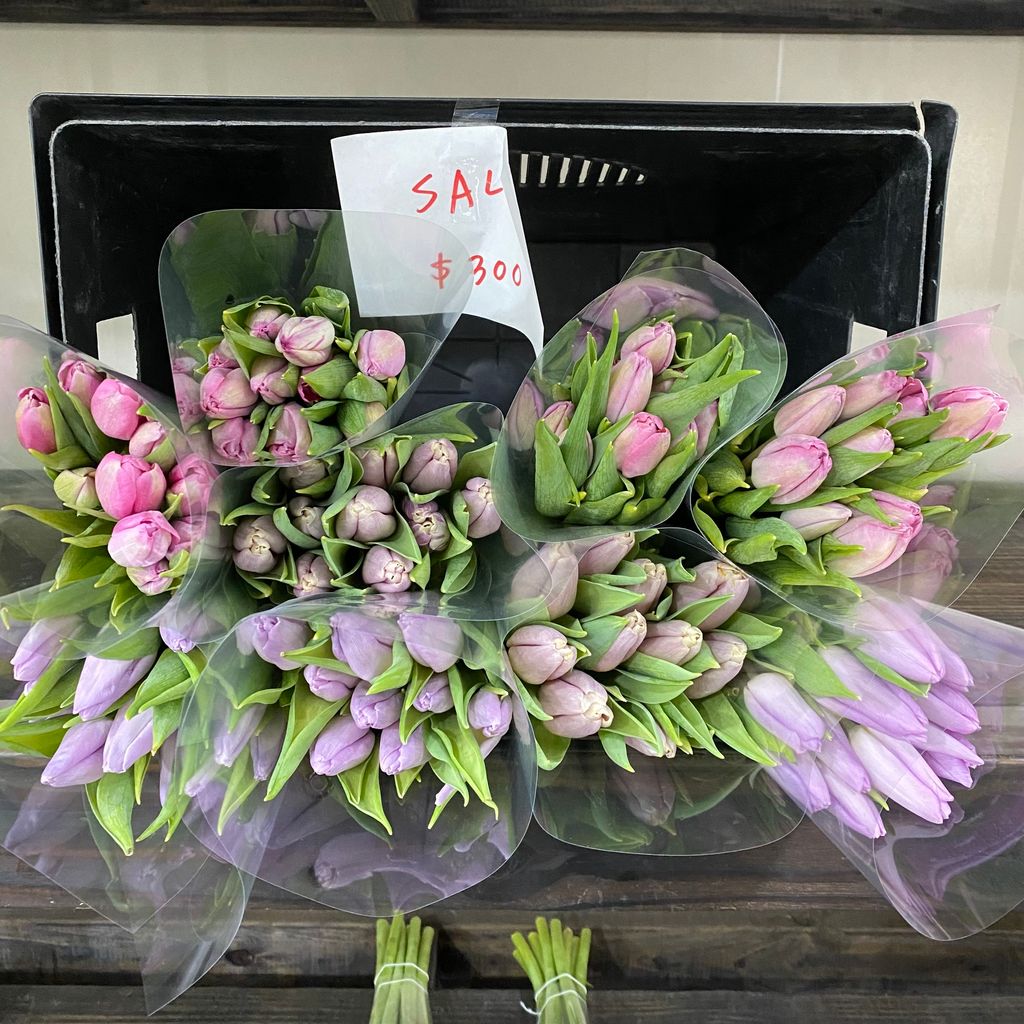 image_39DD6D43-CA3C-46AC-9480-870A9DCD0C3F_1768463955