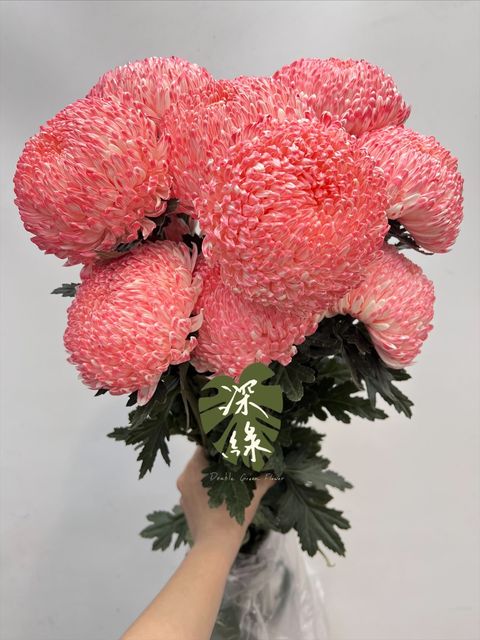 image_51CC6373-A136-44F9-84C4-872B39AEA092_1768511663