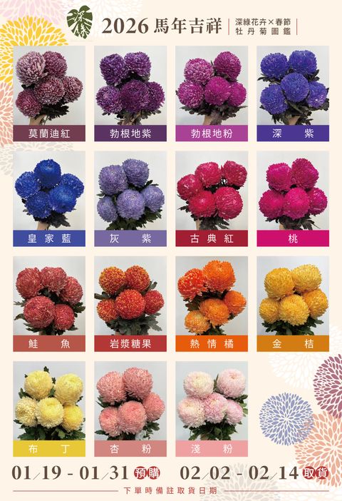 牡丹菊海報-2026-1