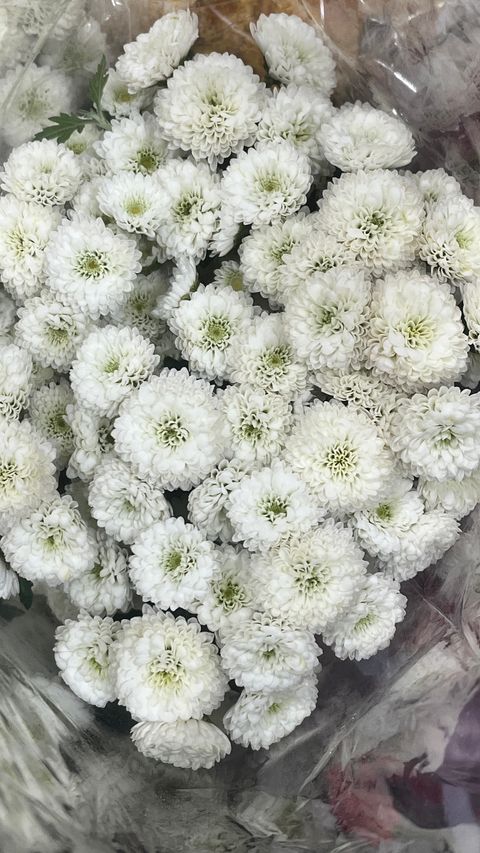 image_3E8E4D4F-E79B-47D2-A251-7CF0763AC662_1768804147