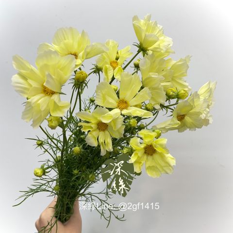 image_49844EC1-D6F1-42AE-819A-11D0F18C0236_1768201428