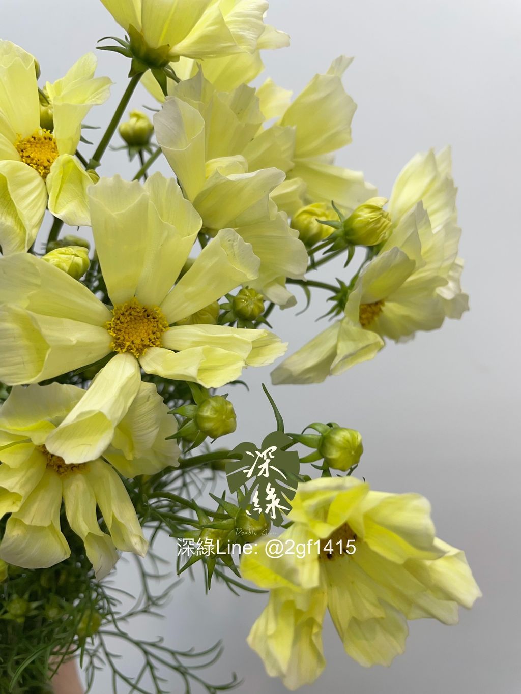 image_81227A84-2E7D-4E66-84B7-D653F725BDBB_1768201428