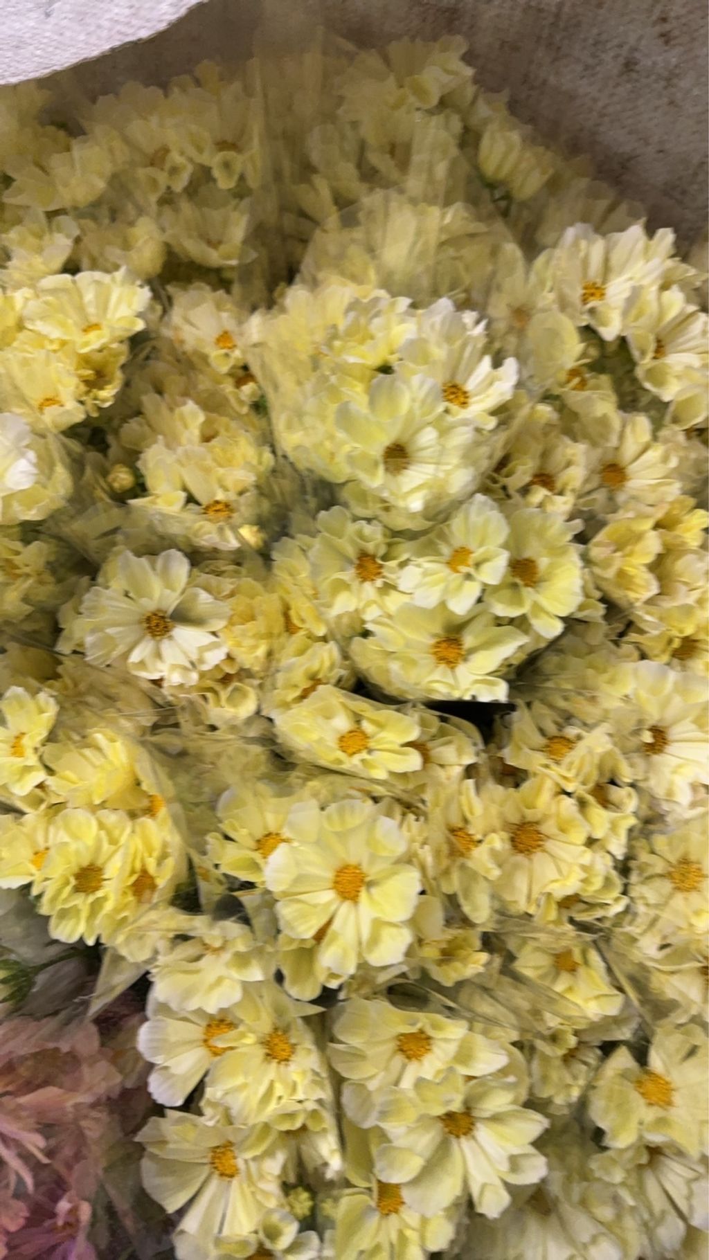 image_B2117315-CF41-4BBD-9872-A8512C4D5D73_1768131001