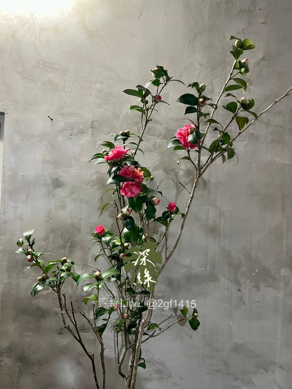 image_907B93A3-4A86-45CB-B58A-8B11B2E33718_1768815067