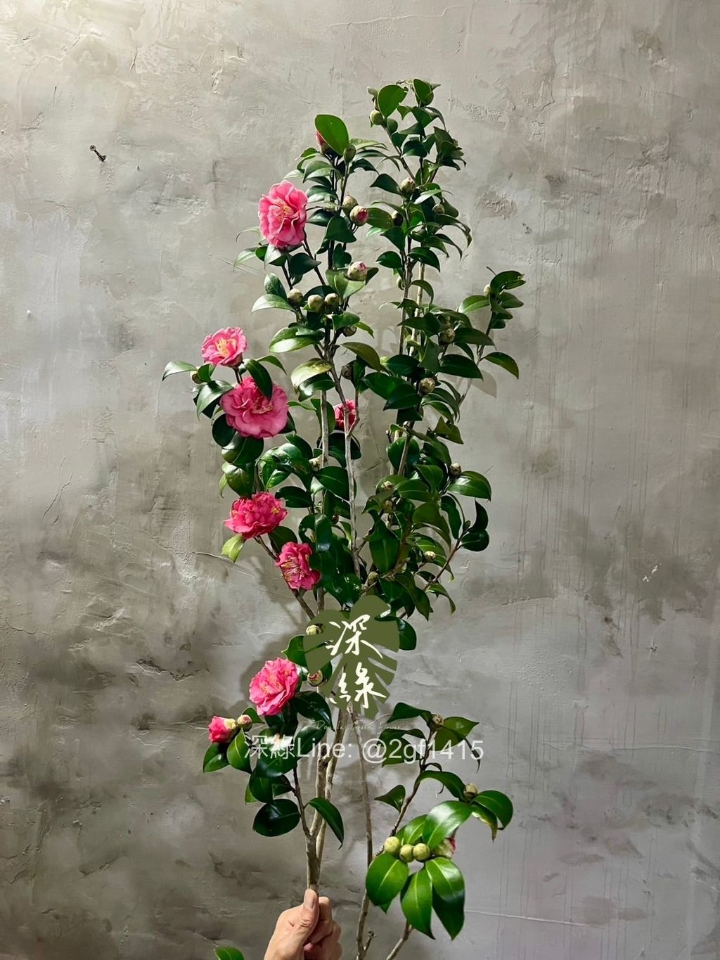 image_F37FB3AF-1281-4A10-88CC-AEC4D2762A53_1768815067