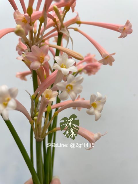 image_180B50A0-BD35-4954-90F2-FEF1A3CF8ABB_1768871531