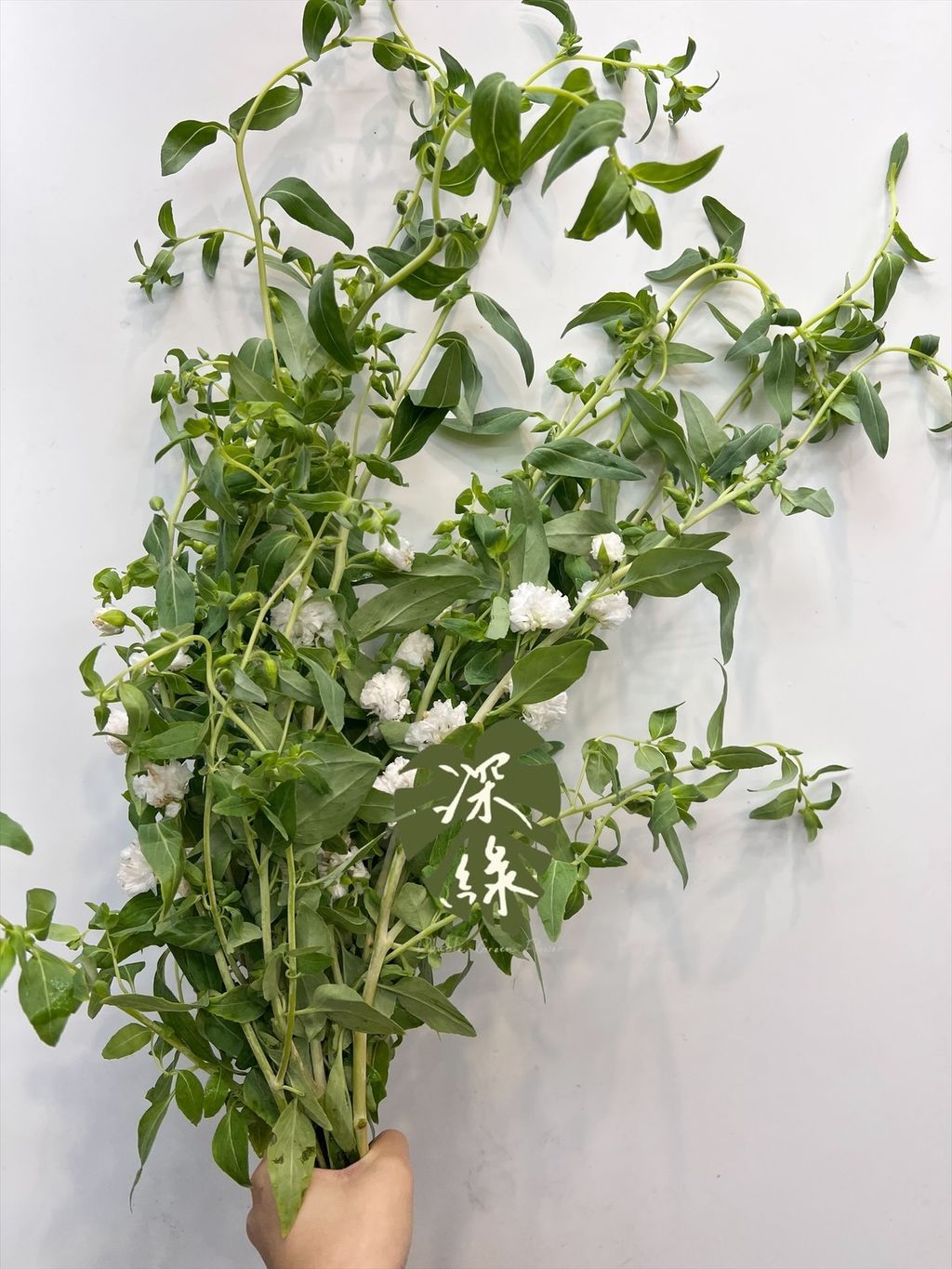 image_41634CC5-E2D4-414B-9885-3840448A4494_1768875556