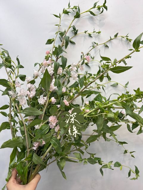 image_04996871-CDE0-4B35-9D7A-13884FAC215C_1768875592