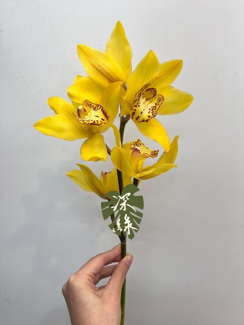 image_0D3EC91C-06DC-4739-8BEC-1999D0088338_1768960822