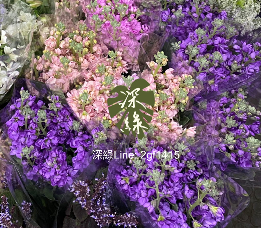 image_C38AECD1-3D31-48AE-91CD-F7B799A04610_1769054166