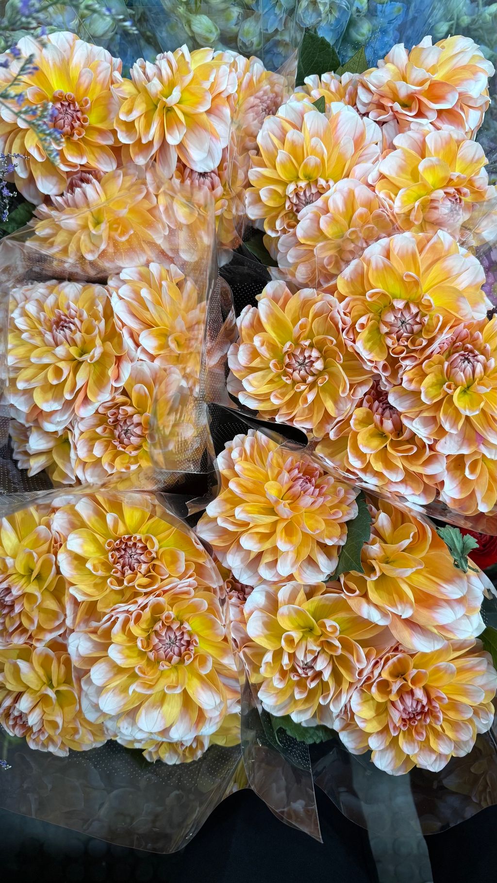 image_28AFFE28-5C0D-476F-B4BD-4087E95BAE35_1769063413