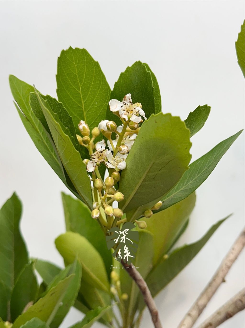 image_9289B247-F38C-4654-BD14-E2C965A5EF67_1768106406