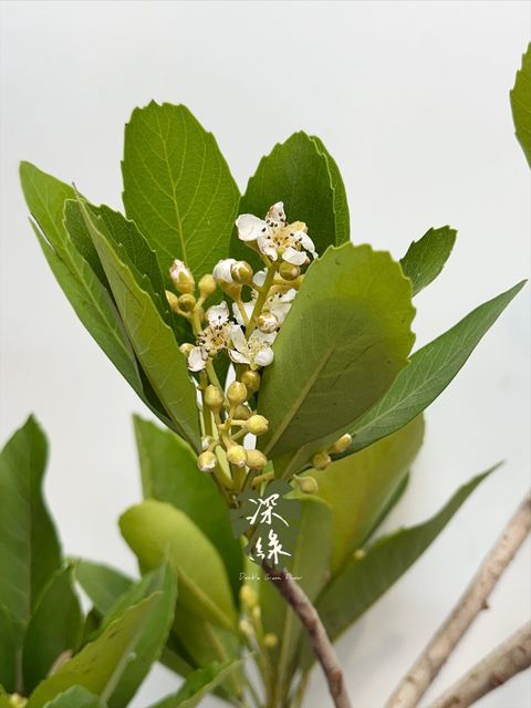 image_9289B247-F38C-4654-BD14-E2C965A5EF67_1768106406