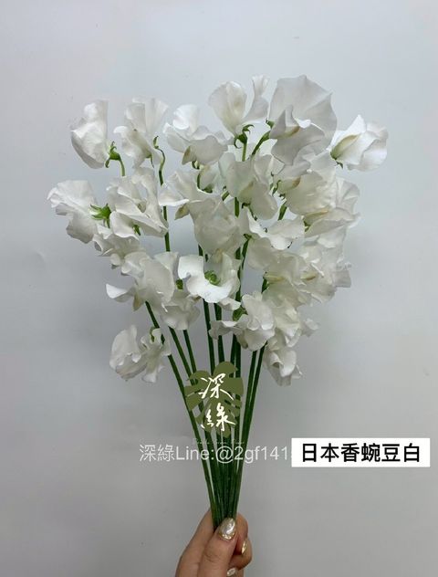 LINE_ALBUM_115西洋情人節香豌豆預購_260125_8