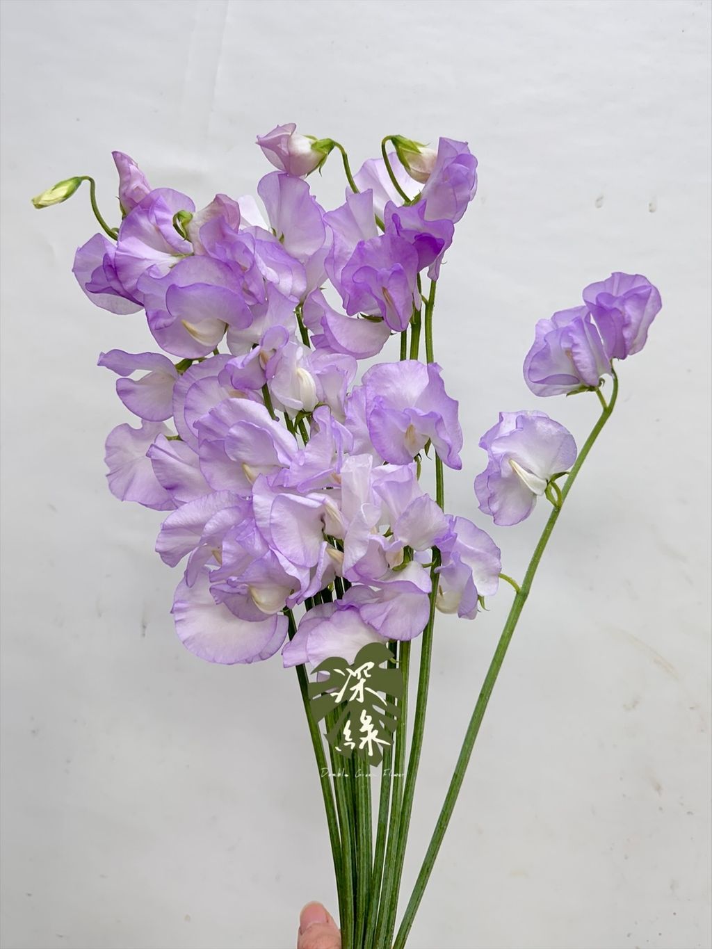 image_8F0F407A-87E0-4439-842D-9037722BF393_1768192554