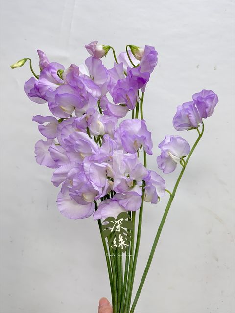 image_8F0F407A-87E0-4439-842D-9037722BF393_1768192554