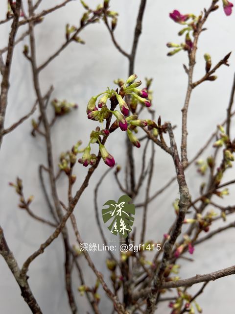 eZy Watermark_31-12-2024_12-58-58-3190下午-1735622029360