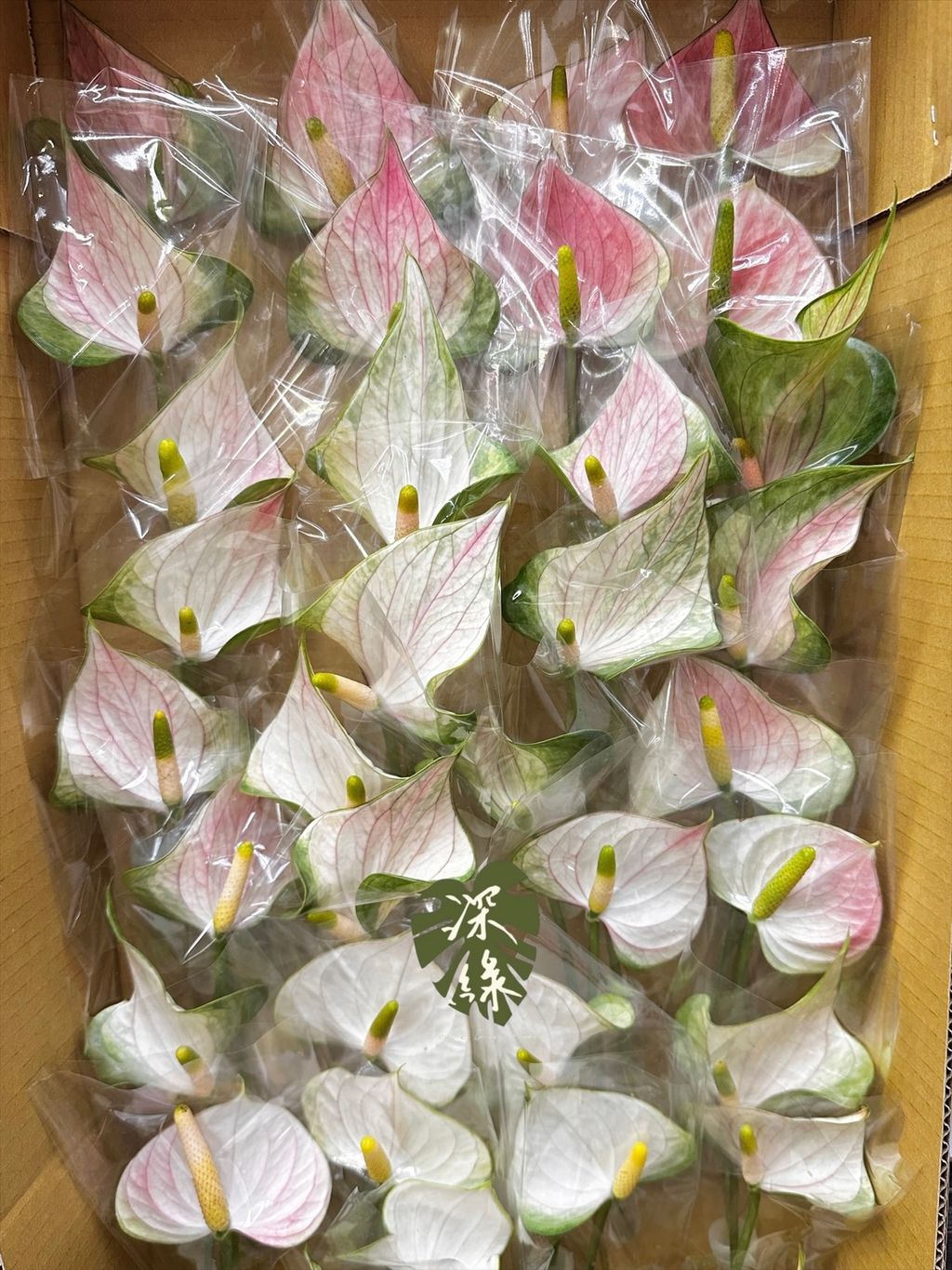 image_4E448278-C1CF-454D-8233-376D8A55F15C_1769487111