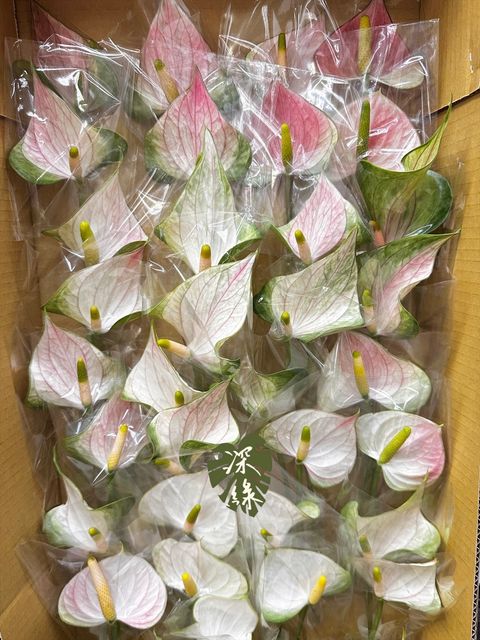 image_4E448278-C1CF-454D-8233-376D8A55F15C_1769487111