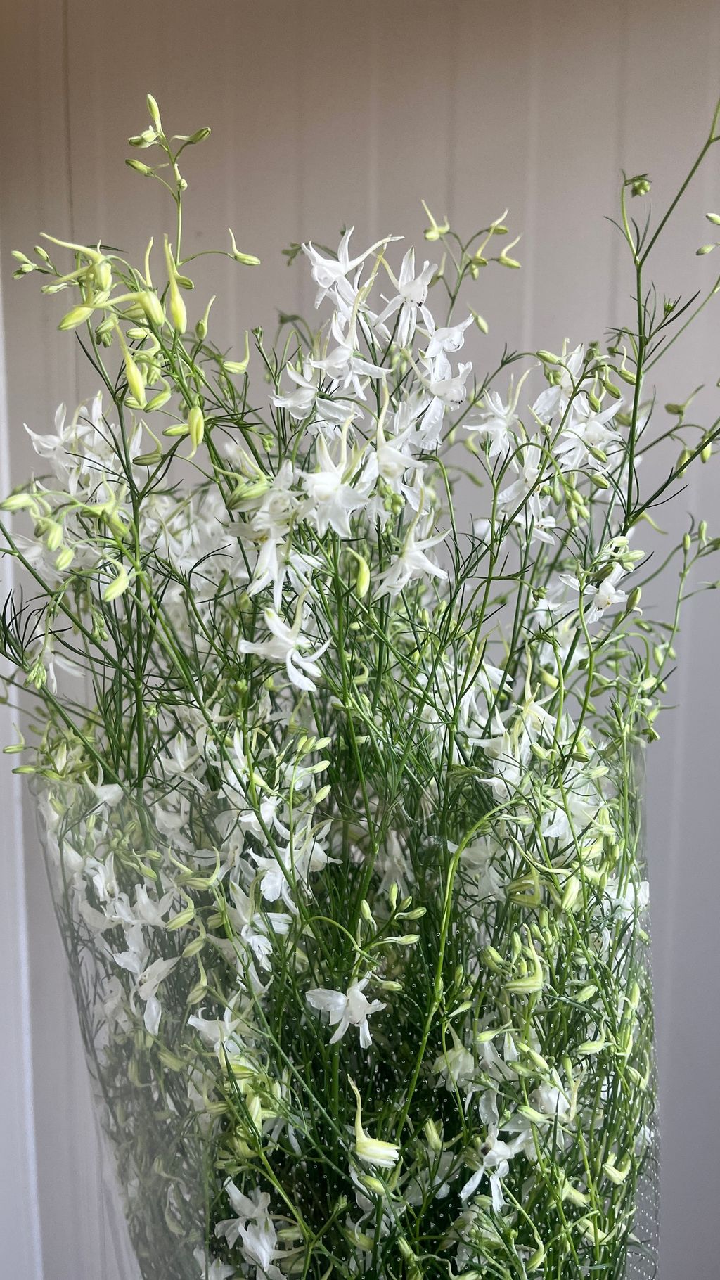 image_10A24B55-8921-4C5B-9F56-0E0A4A15F2DA_1769497759