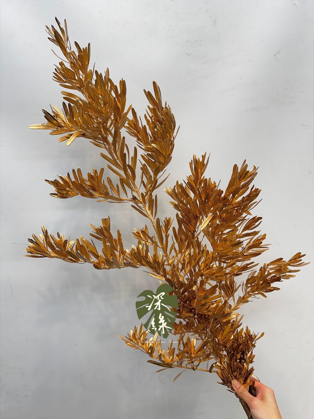 image_B22ED48A-0686-46AA-A672-F4162EDB2183_1769509887