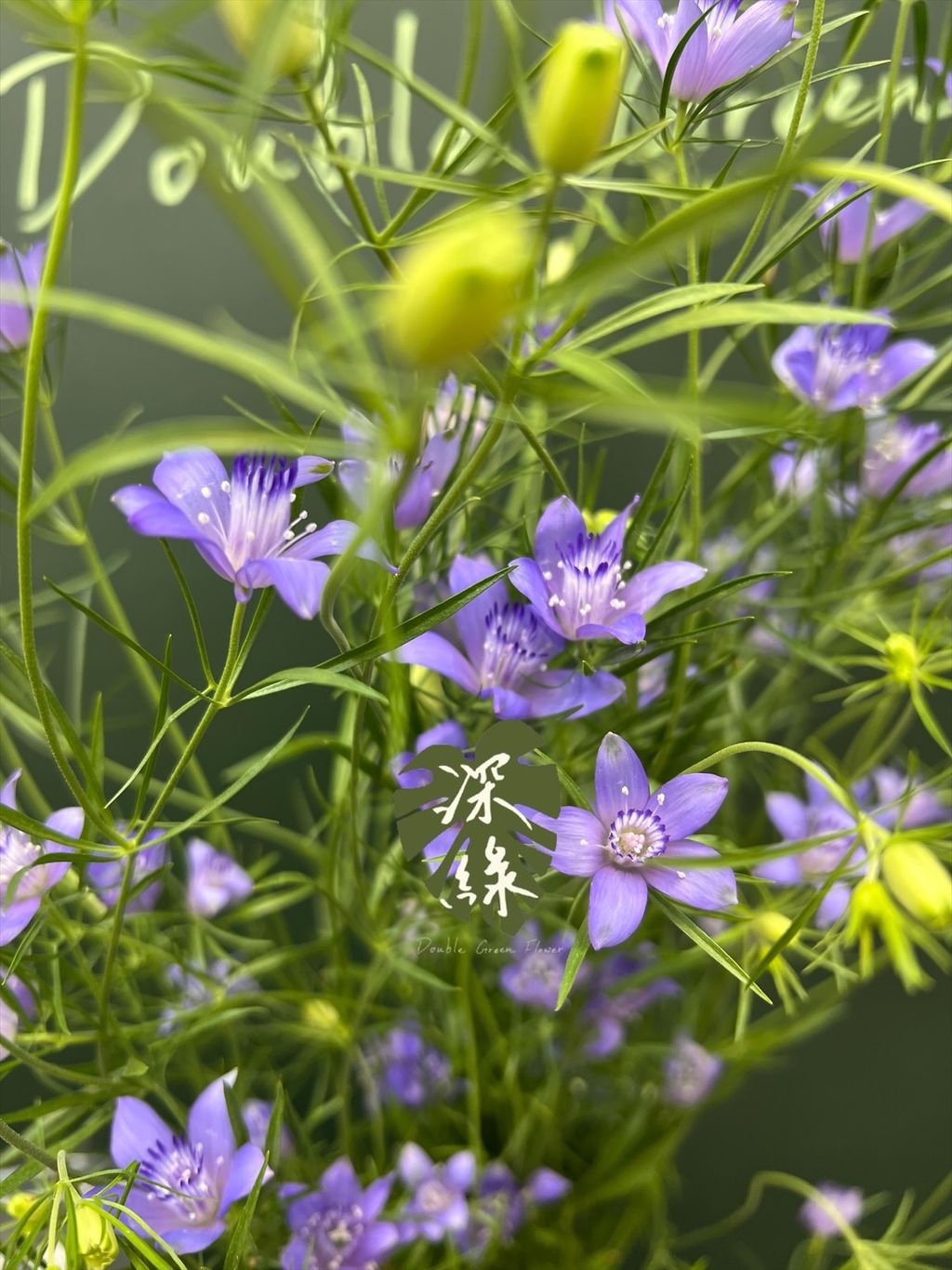 image_E2B5C1CB-E7C7-49BE-8839-EBFB18AD10E4_1769660860