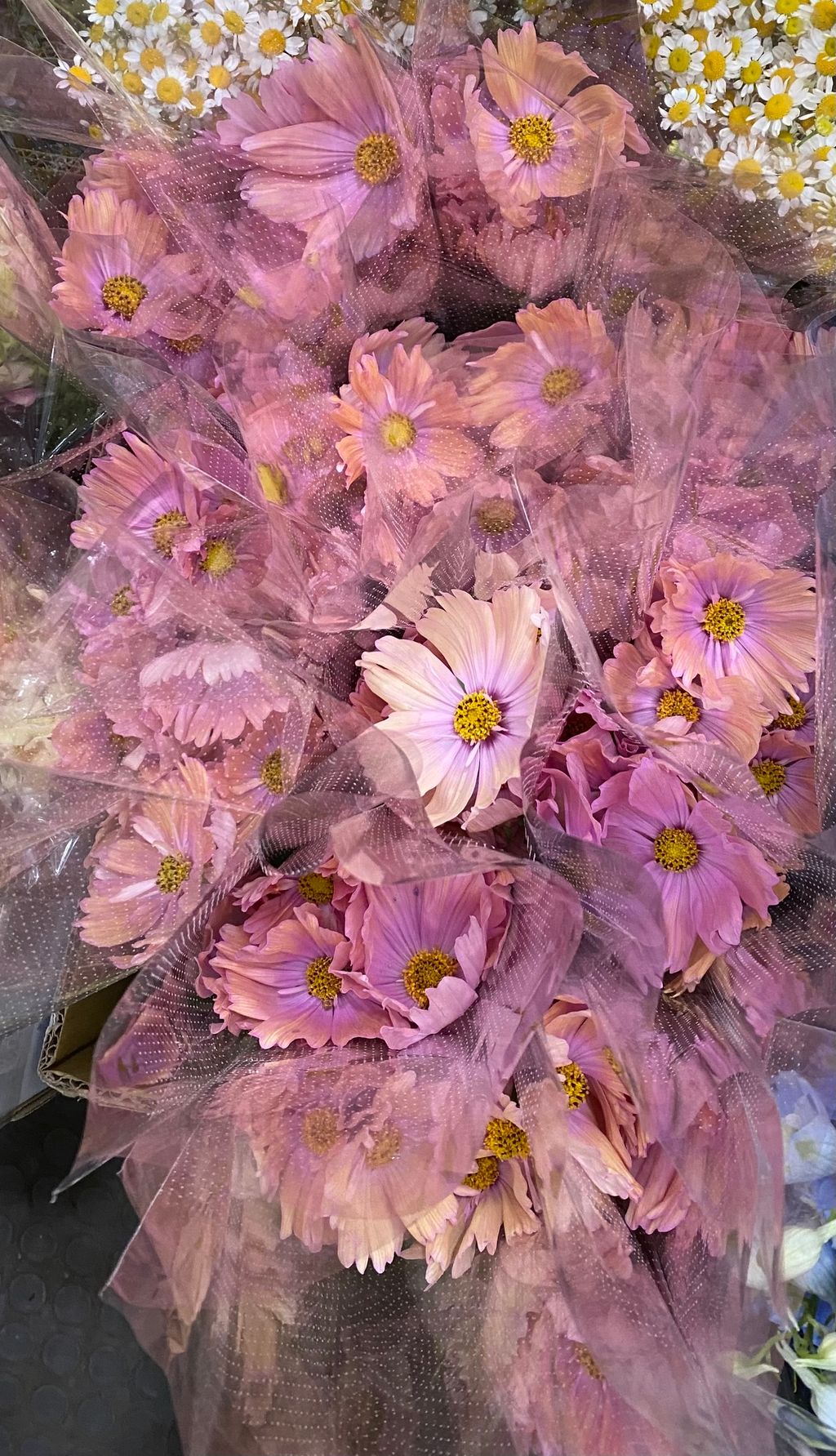 image_D06EC844-5A8A-4CE8-9157-9DEB9BF75E8D_1769666597