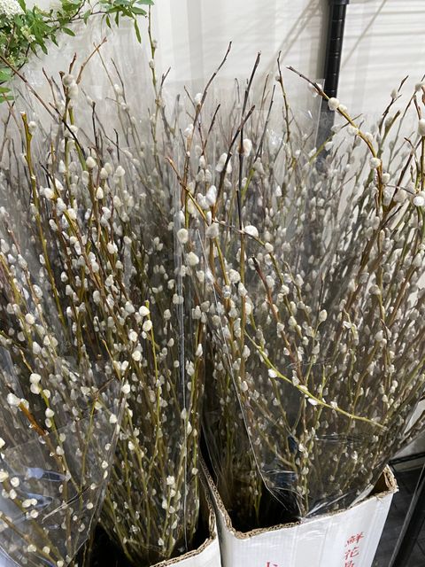 image_B07DD157-849C-415D-AA16-7F97AEF452B2_1769668915