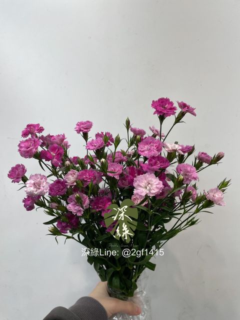 image_3E027B4B-8D07-48FE-A2CC-C9DFB368D4A3_1769745302