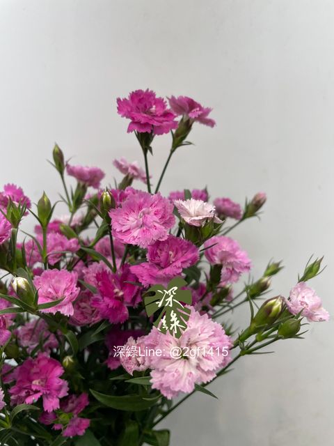 image_273978CE-21B6-40BB-9C9C-E1A3916F8C74_1769745302