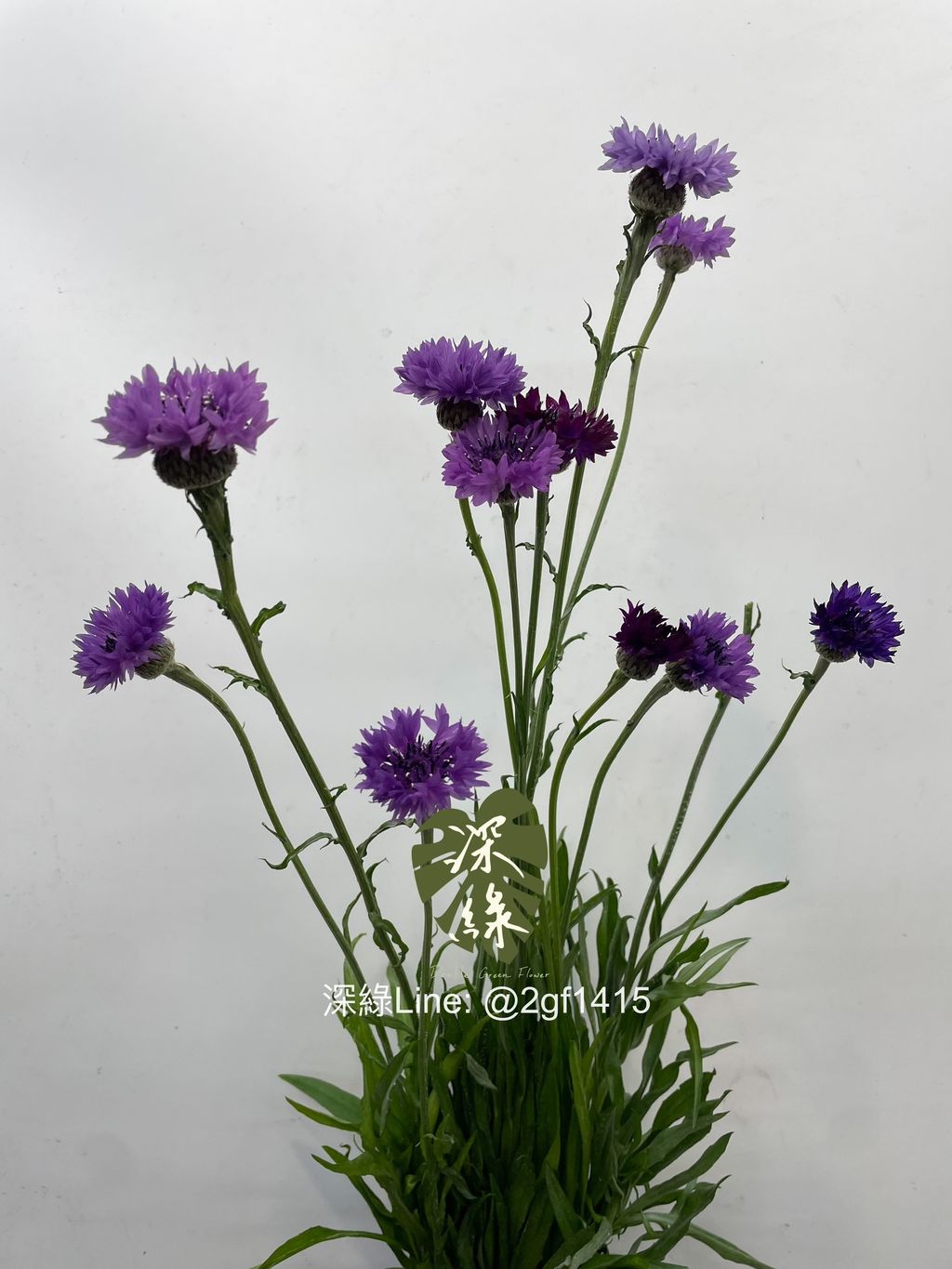 image_85BACB0A-5B0D-4D02-8F3F-80B710C5129F_1769745371