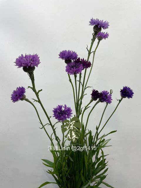 image_85BACB0A-5B0D-4D02-8F3F-80B710C5129F_1769745371