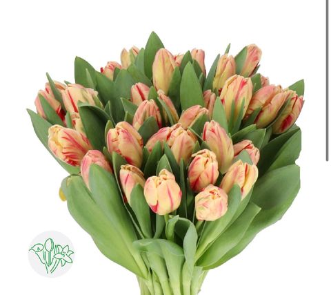 image_3FD7D3E0-4115-424A-AC3A-0F605451DFD6_1769916891