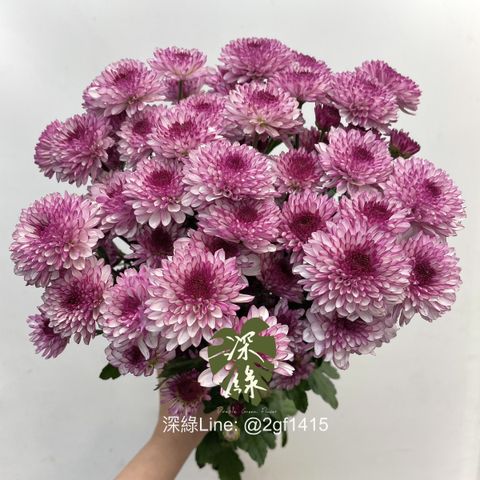 image_0013063F-A980-490A-9B3C-A346E046FEF4_1767668027