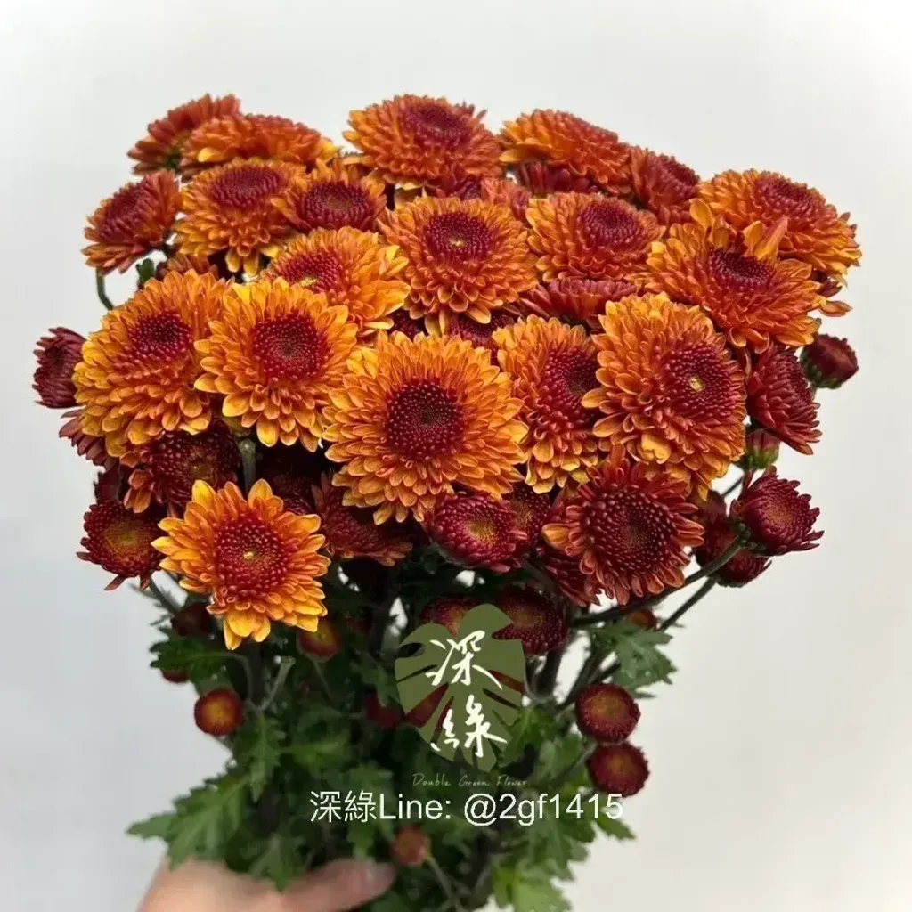 image_3F6F09B5-A38D-4ED8-98B9-B8BCE2D29E80_1769746496