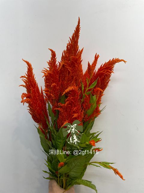 image_A43C27A8-3CB1-477B-B536-77F43E5D7065_1770004873