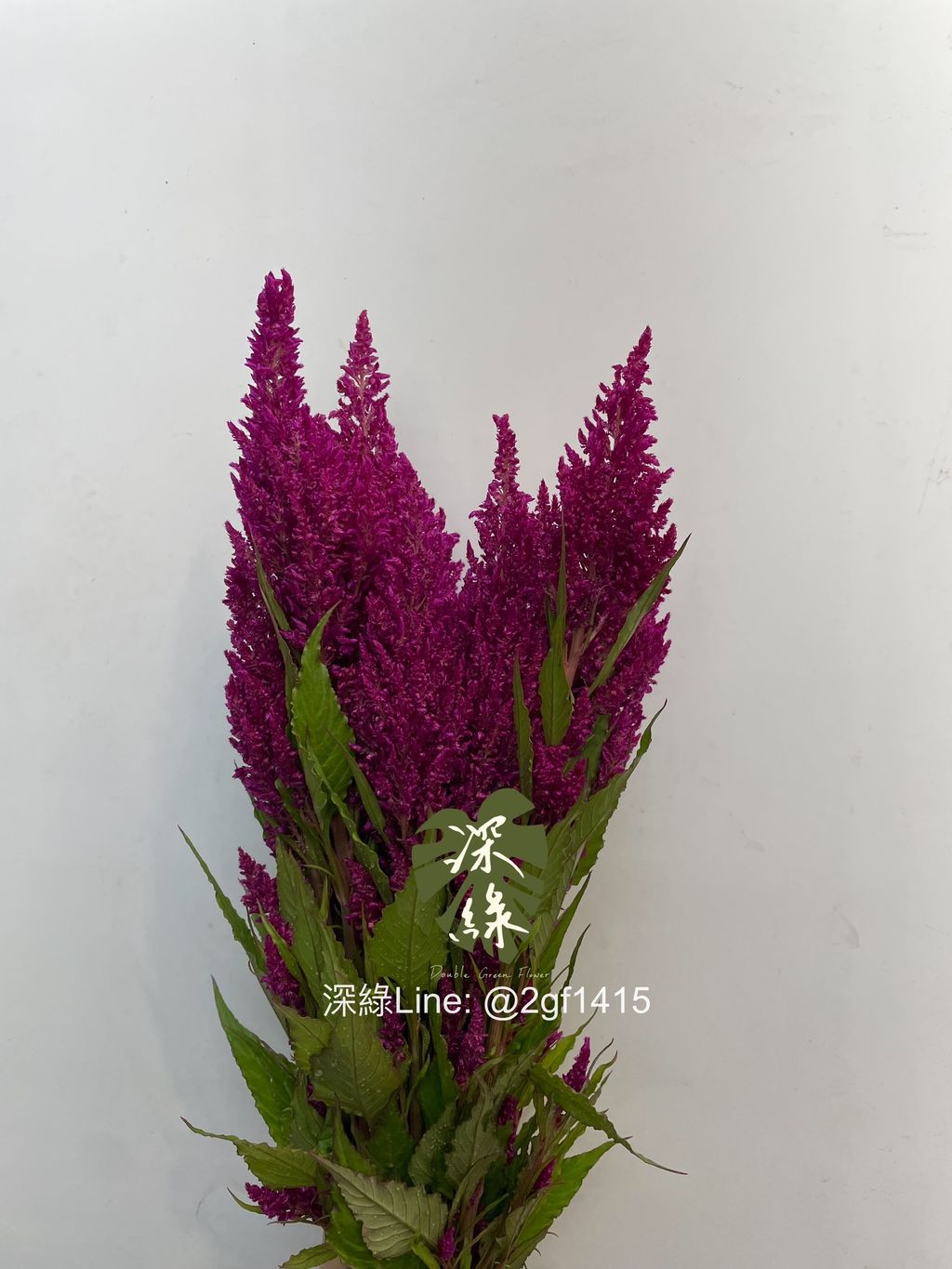 image_B3121166-4674-4B82-AC6C-7C8CC7637108_1770004924