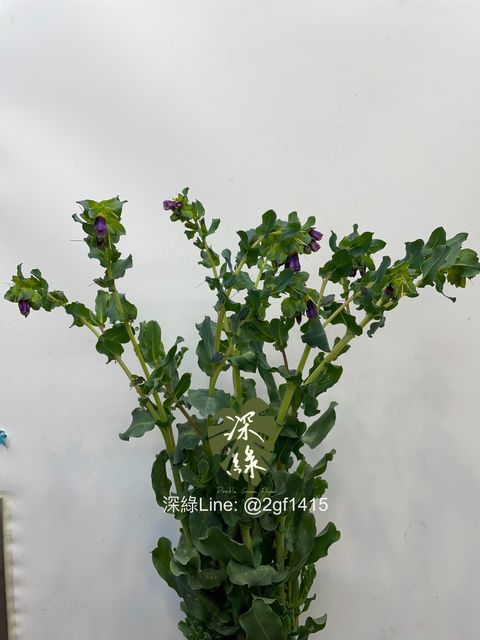 image_E7AE9A4D-4A62-4104-B5B8-ED879DF2BFDA_1770005937