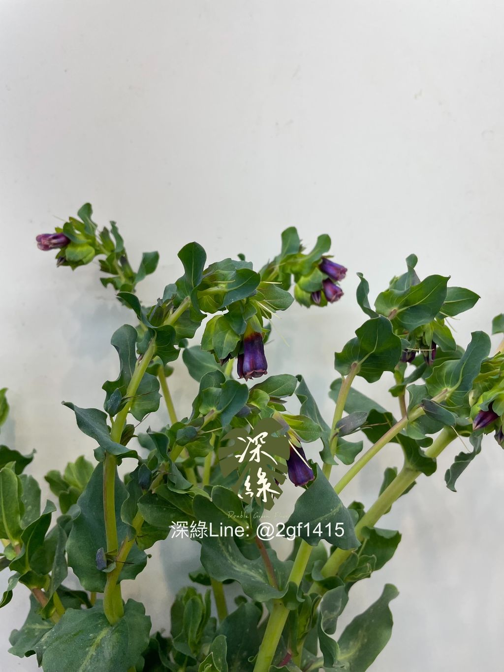 image_AF4277A0-C049-40E5-B711-49EA87925F69_1770005937