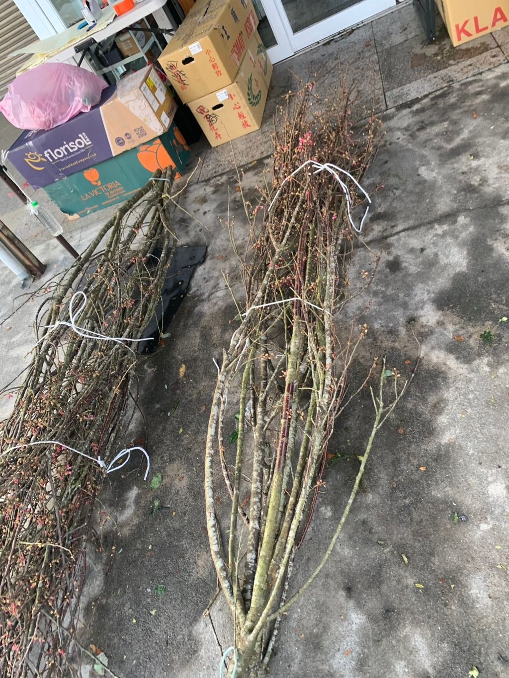 image_1003C17D-F0BD-4445-9AA9-2B9BB77CBDDA_1770634365