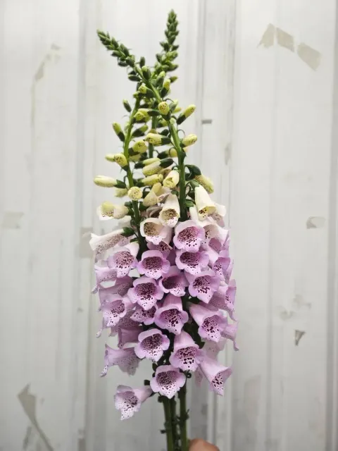 image_272BE030-C032-4A66-B05B-05318530266E_1770286038