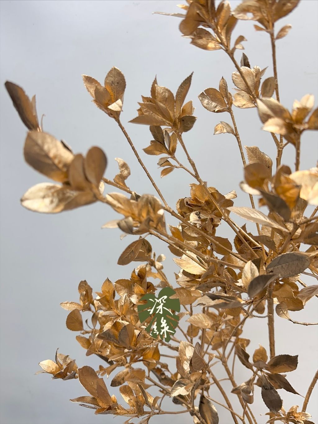 image_69164514-CC91-4720-9B92-346B27F3A078_1767437563