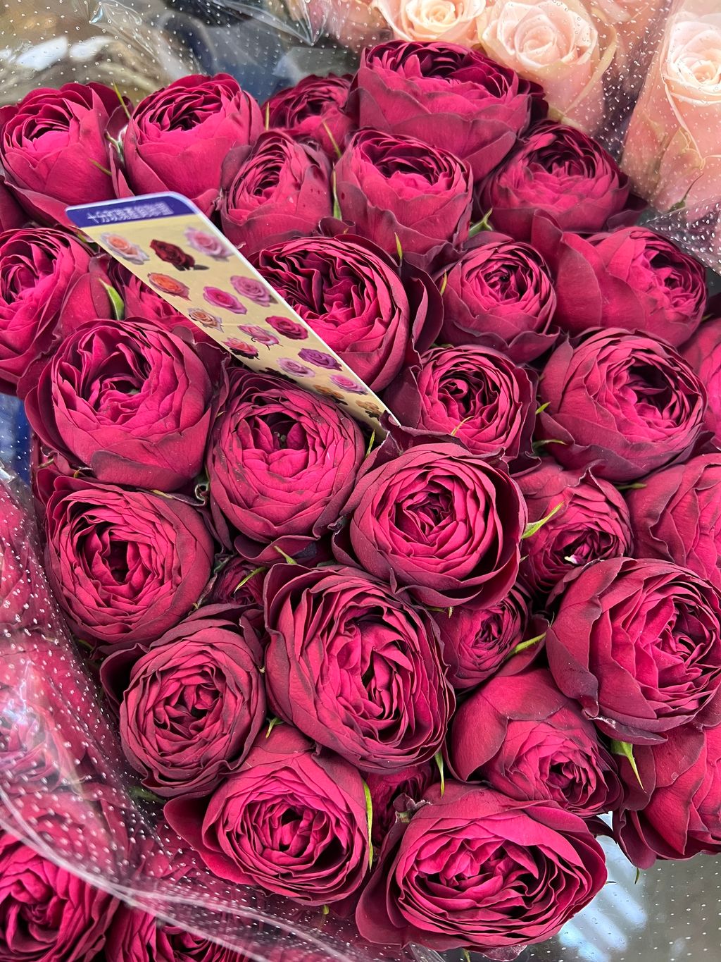 image_529E8EFA-D81B-4909-9B69-BD9DB9245E4C_1771724303