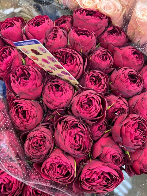 image_529E8EFA-D81B-4909-9B69-BD9DB9245E4C_1771724303