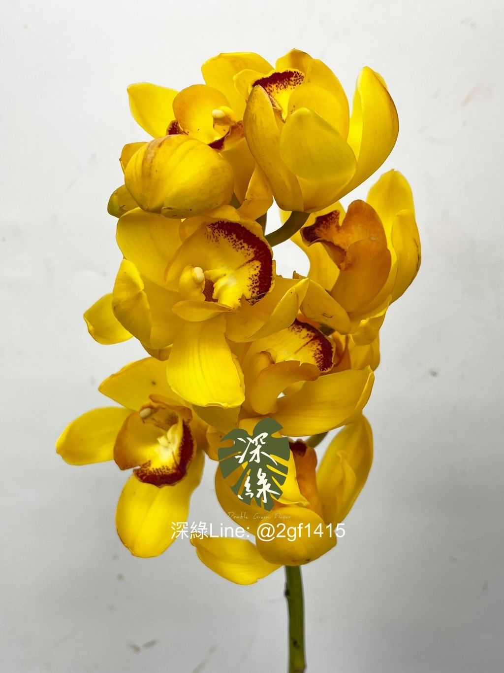 IMG_2026-1735351280438